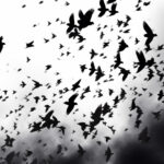 Suddenly Last Summer