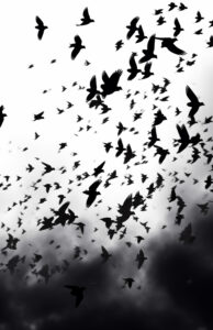 Suddenly Last Summer